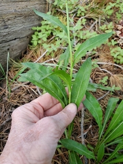 Erigeron glacialis glacialis