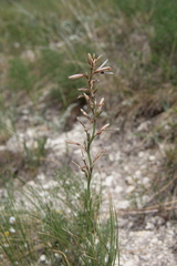 Asphodeline tenuior