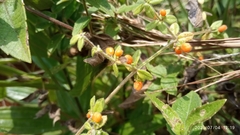 Galium hypocarpium