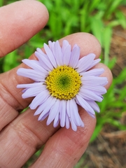 Erigeron glacialis glacialis