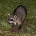 Crab-eating Raccoon - Photo (c) João Vitor Oliveira de Souza, some rights reserved (CC BY-NC), uploaded by João Vitor Oliveira de Souza