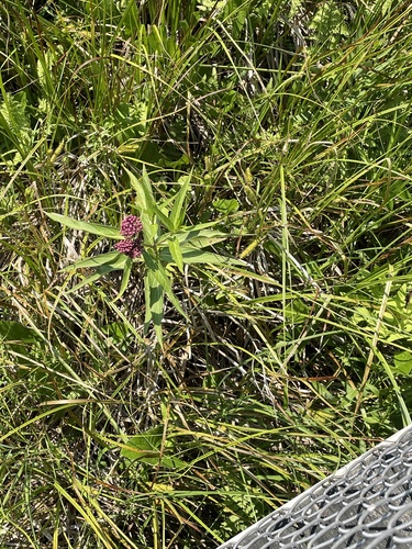 photo of Swamp Milkweed (Asclepias incarnata)