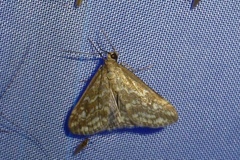 Evergestis frumentalis