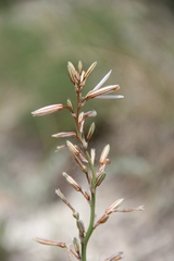 Asphodeline tenuior