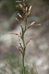 Asphodeline tenuior