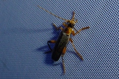 Cantharis nigricans