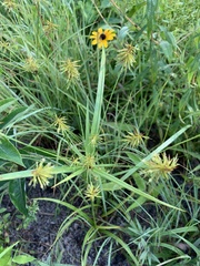 Cyperus retrofractus