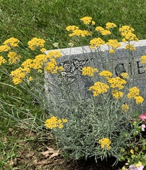 Helichrysum arenarium