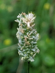 Phleum bertolonii