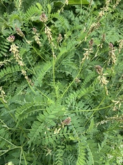 Astragalus galegiformis