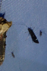 Athripsodes bilineatus