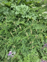 Astragalus galegiformis
