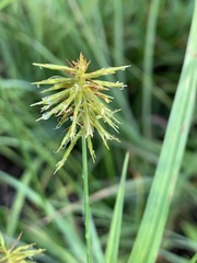 Cyperus retrofractus