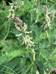 Astragalus galegiformis