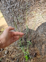 Poa bolanderi