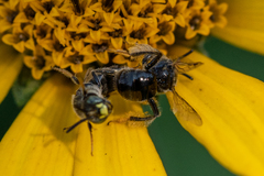 Protandrena albitarsis