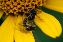 Protandrena albitarsis