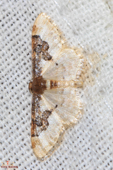 Idaea mustelata