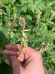 Astragalus galegiformis