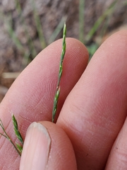Poa bolanderi