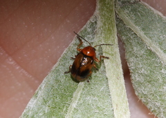 Cryptocephalus pusillus