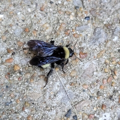 Bombus pensylvanicus