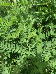 Astragalus galegiformis