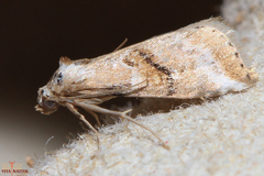 Zebeeba falsalis