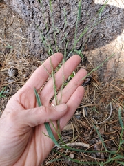 Poa bolanderi