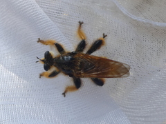 Pogonosoma maroccanum