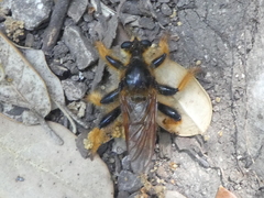 Pogonosoma maroccanum