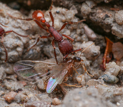 Neivamyrmex nigrescens