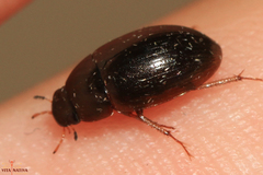 Hydrobius