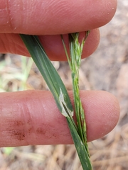 Poa bolanderi