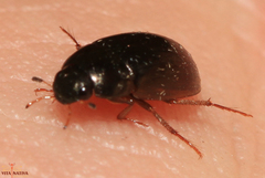 Hydrobius