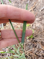 Poa bolanderi