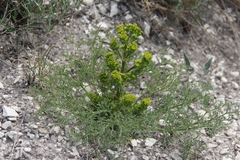 Bilacunaria microcarpos