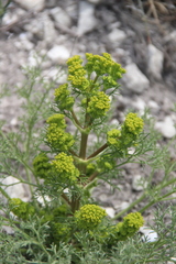 Bilacunaria microcarpos