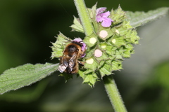 Anthophora furcata