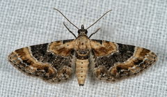 Eupithecia linariata