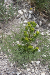 Bilacunaria microcarpos