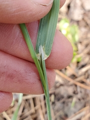 Poa bolanderi