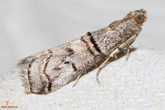 Acrobasis romanella