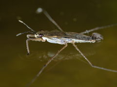 Gerris lacustris