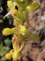 Satyrium parviflorum
