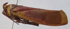 Copidocephala guttata