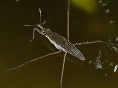 Gerris lacustris