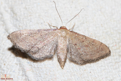 Idaea infirmaria