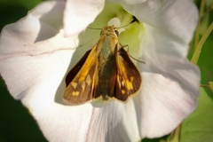 Atalopedes campestris