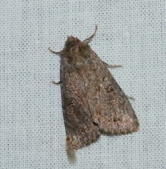 Apterogenum ypsillon